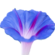 Global Mix Morning Glory Flower Bonsai 20 Pcs Seeds image