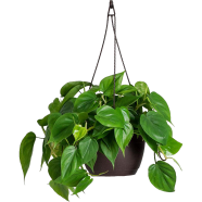 Global Mix Philodendron Bonsai Seeds - 50 Pcs image