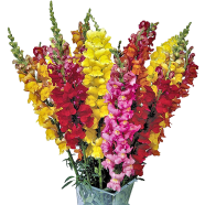 Global Mixed Antirrhinum Flowers Seeds - 20 Pcs image