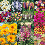 Global Mixed Color Perennial Flower Tree Seeds - 30 Pcs image