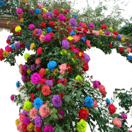 Global Mixed Color Rose Flower - 30 Pcs Seeds image