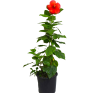 Global Mixed Hibiscus/Joba Flower Seeds -10 Plus Seeds image