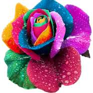 Global Mixed Rainbow Roses Flower Seeds - 20 Pcs image