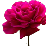 Global Mixed Rose Seeds - 30 Plus image