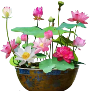 Global Mixed Zephyranthes Flower Bonsai Seeds - 10 Pcs image