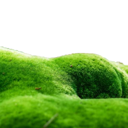 Global Moss Aquistic Plants Water Grass 100 Pcs Seeds image