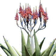 Global Natural Rare Cactus Aloe - 10 Pcs Seeds image