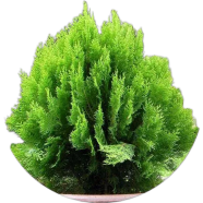 Global Pabon Jhau Tree 50 Pcs Seeds image