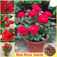 Global Perennial Red Rose Tree 30pcs Seeds image