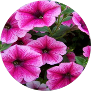 Global Petunia Flower - 15 Pcs Seeds image