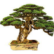 Global Premna Serrisa Landscape Bonsai 10pcs Seeds image