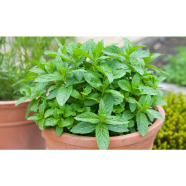 Global Pudina / Mint Seeds image