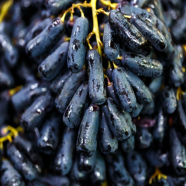 Global Rare Black Finger Grape Seeds -20 Pcs image