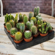 Global Rare Cactus Plants Bonsai Seeds - 20 Pcs image