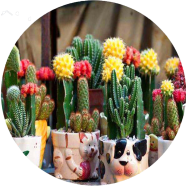 Global Rare Mini Cactus Plants Bonsai Seeds - 20 Pcs image