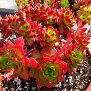 Global Rare Mix Sedeveria Letizia Cactus Seeds - 15 Pcs image