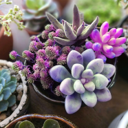 Global Rare Succulent Flores Seeds - 15 Pcs image