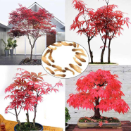 Global Red Mini Bonsai Seeds - 50 Pcs image