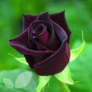 Global Red Night Black Roses Flower Seeds - 30 Plus Pcs image