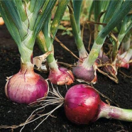 Global Red Onion Seeds - 100 Pcs image