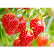 Global Red Strawberry Seeds - 30 Pcs image