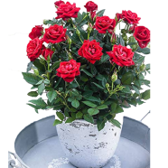 Global Roses Flower Seeds - 30 Pcs image