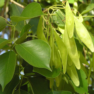 Global Scented Rosewood / Sisso Tree 50 Pcs Seeds image