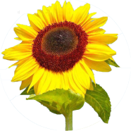 Global Sunflower Bonsai Plant 20 Pcs Seeds image