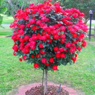 Global Sweet Cherry Plant 10 Pcs Seeds image