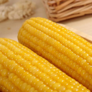 Global Sweet Corn 50 Pcs Seeds image