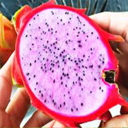 Global Sweet Dragon Pitaya Fruit Seeds image