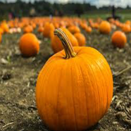 Global Sweet Pumpkin 10 Pcs Seeds image