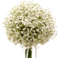 Global White Gypsy Flower Seeds - 100 Plus Pcs image