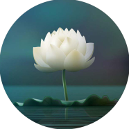 Global White Lotus Flower 5 Pcs Seeds image