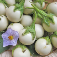 Global White Mini Eggplant Vegetable - 20 Pcs Seeds image