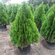 Global Zhou Tree 100 Pcs Seeds image
