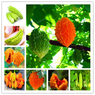 Gold Bell Bonsai Bitter Gourd Seeds 10 Pcs image