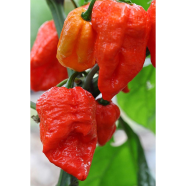 Golden Hills Farm hybrid Variety Bhut Jolokia Ghost Pepper Chilli image