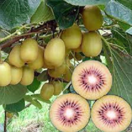 Golden Kiwi Bonsai Fruit Seeds 30 Pcs image