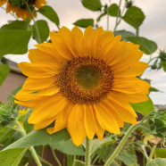 Good Quality Sunflower Seeds - 15 Pcs Plus image