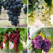 Grape -20 Pcs Seeds image