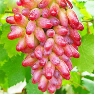 Grape For Plants Balcony Garden- 10 Pcs Seeds image