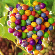 Grape Rainbow Colorful Garden Fruit Plants Sweet Kyoho - 25Pcs Seeds image