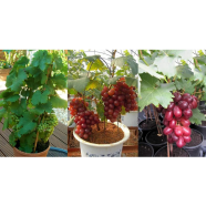Grape Seeds As Picture Tree- 20 Pcs image