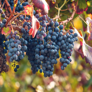 Grape Vine Organic Outdoor Sweet Fruit Seeds - 15 Pcs image