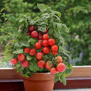 Greek Giant Tomato Bonsai Vegetable Seeds 30 Pcs image