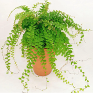Green Adiantum Capillus Bonsai Seeds - 20 Pcs image