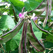 Green Bean - 10 Pcs Seeds image