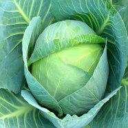 Green Cabbage - 20 Pcs Seeds image