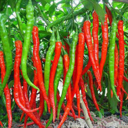 Green Chili Seeds image